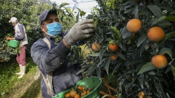 Quelque 300 saisonniers marocains acheminés en décembre vers le sud-est de la France