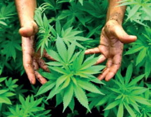 Cannabis : Après le vote à l’ONU, le Maroc prendra-t-il le chemin de la légalisation ? Cannabis : Après le vote à l’ONU, le Maroc prendra-t-il le chemin de la légalisation ?