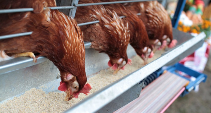 Aviculture : Secteur en crise et hausse « non justifiée » des prix des aliments