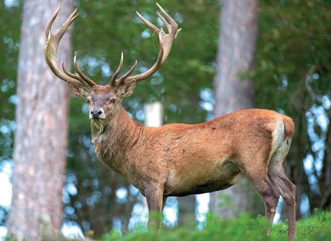 Après plus d’un siècle de disparition de la faune marocaine, le cerf de Berbérie vit sa resurrection... Après plus d’un siècle de disparition de la faune marocaine, le cerf de Berbérie vit sa resurrection...