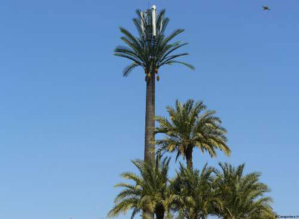 Un livre sur les palmiers de Marrakech Un livre sur les palmiers de Marrakech