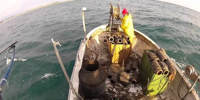 ​Campagne d'été de pêche de poulpe : Plus de 3.800 T débarqués à Dakhla