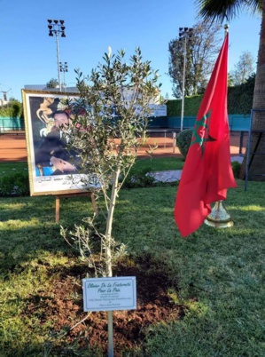 Casablanca : Un olivier planté en signe de fraternité entre musulmans et juifs Casablanca : Un olivier planté en signe de fraternité entre musulmans et juifs