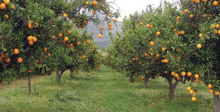 ​Rabat-Salé-Kénitra : Une production prévisionnelle de 600.000 tonnes en agrumes