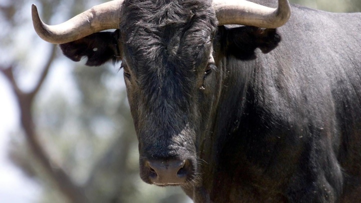 Boujdour: Quand un taureau s’échappe d’un abattoir