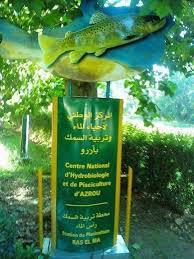 Azrou : Plus d’un million d’alevins de truite dans les rivières de l’Atlas Azrou : Plus d’un million d’alevins de truite dans les rivières de l’Atlas