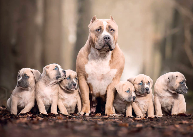 Chiens dangereux : attention, texte légal «méchant» !