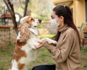 Chiens dangereux : attention, texte légal «méchant» !