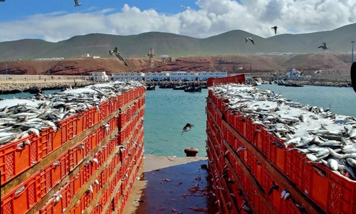 ONP : Sidi Ifni contribue à hauteur de 2,5 pc au chiffre d’affaires des ports du Royaume