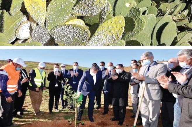 Doukkala : Résultats concluants dans la lutte contre  la cochenille ravageuse de cactus