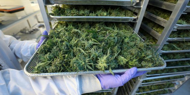 Légalisation du cannabis : L’examen du texte de loi reporté au prochain Conseil de gouvernement