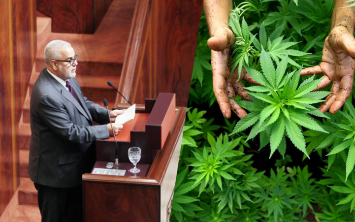 Légalisation du Cannabis : Une bombe à retardement au sein de la majorité