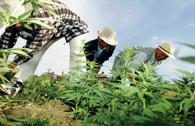 Vers la création d’une agence nationale de régulation des activités liées au cannabis Vers la création d’une agence nationale de régulation des activités liées au cannabis