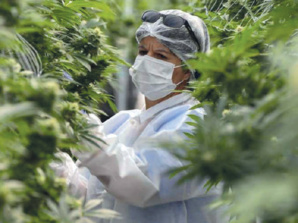 Légalisation du cannabis : les “high and low” d’une loi en pleine floraison Légalisation du cannabis : les “high and low” d’une loi en pleine floraison