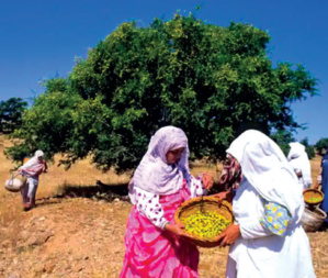 Nations Unies : L’Arganier du Maroc fait Roi des forêts Nations Unies : L’Arganier du Maroc fait Roi des forêts