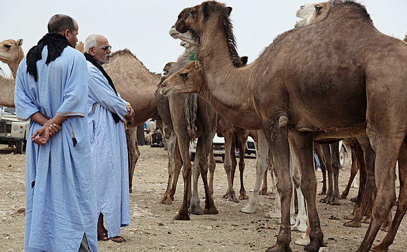 Laâyoune-Sakia Al Hamra : L’élevage camelin, un secteur prometteur