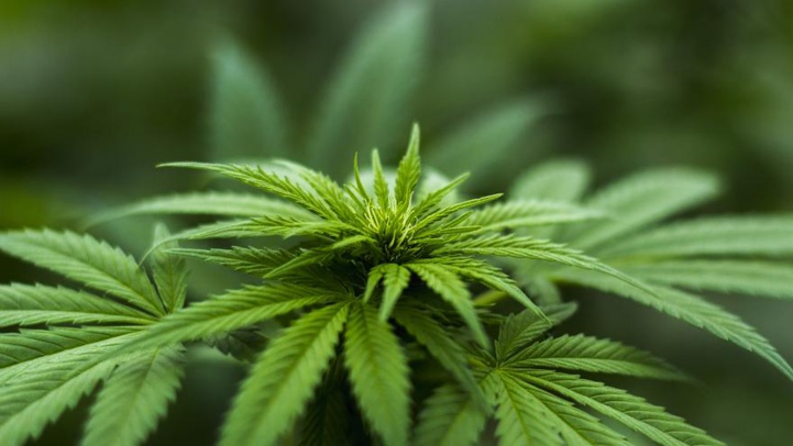 Légalisation Cannabis : Le Projet de loi approuvé en Conseil du Gouvernement