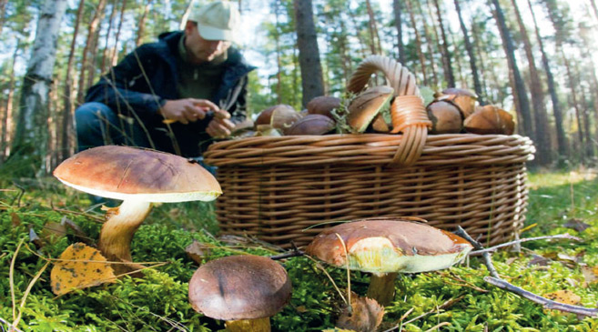 Découverte : Un champignon marocain pour terrasser le cancer du sein Découverte : Un champignon marocain pour terrasser le cancer du sein