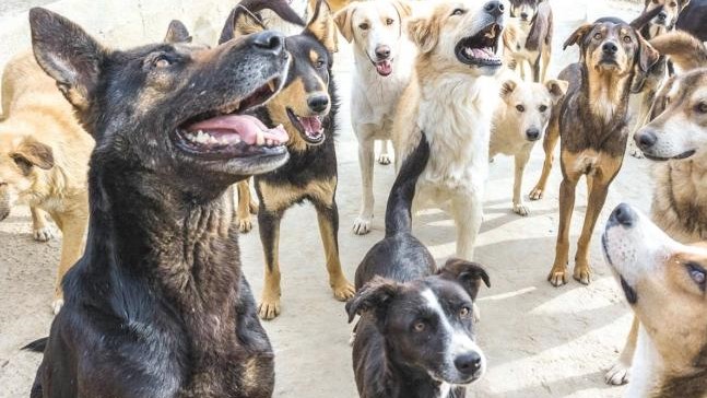 Bouznika : Les animaux errants, un problème persistant Bouznika : Les animaux errants, un problème persistant