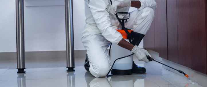 Casablanca: Grosse opération de dératisation en vue Casablanca: Grosse opération de dératisation en vue