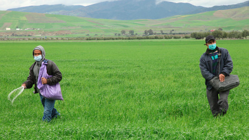 Agriculture: 4,5 milliards de DH programmés en soutien aux investissements privés en 2021