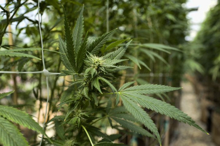 Création d’une instance pour accompagner la mise en œuvre de la loi sur les usages licites du Cannabis Création d’une instance pour accompagner la mise en œuvre de la loi sur les usages licites du Cannabis