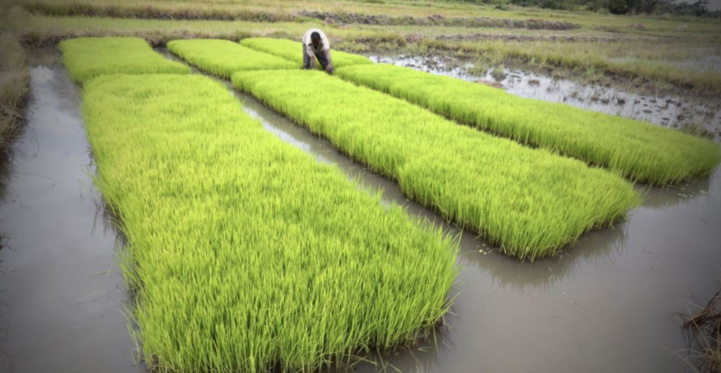 OCP Africa et la BID au chevet de la riziculture ivoirienne OCP Africa et la BID au chevet de la riziculture ivoirienne