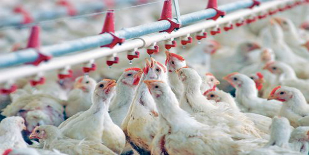Le poulet de chair consommé en Algérie, bourré de résidus d'antibiotiques Le poulet de chair consommé en Algérie, bourré de résidus d'antibiotiques