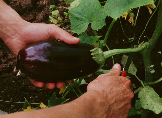 Exportations aux États-Unis : l’aubergine marocaine pose problème Exportations aux États-Unis : l’aubergine marocaine pose problème