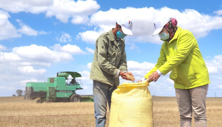 Campagne céréalière : hausse de 206% par rapport à la campagne précédente