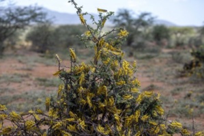 Kenya, photo FAO
