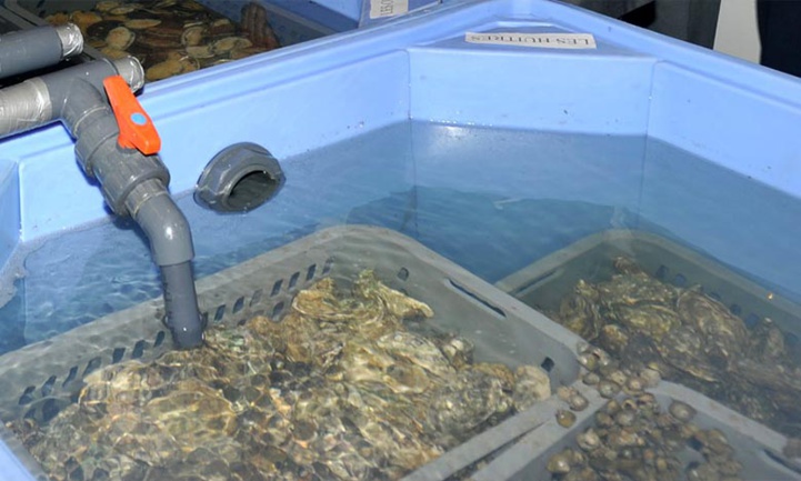 Méditerranée: L’INRH, la CGPM et l’UMP s’allient pour la recherche scientifique Méditerranée: L’INRH, la CGPM et l’UMP s’allient pour la recherche scientifique