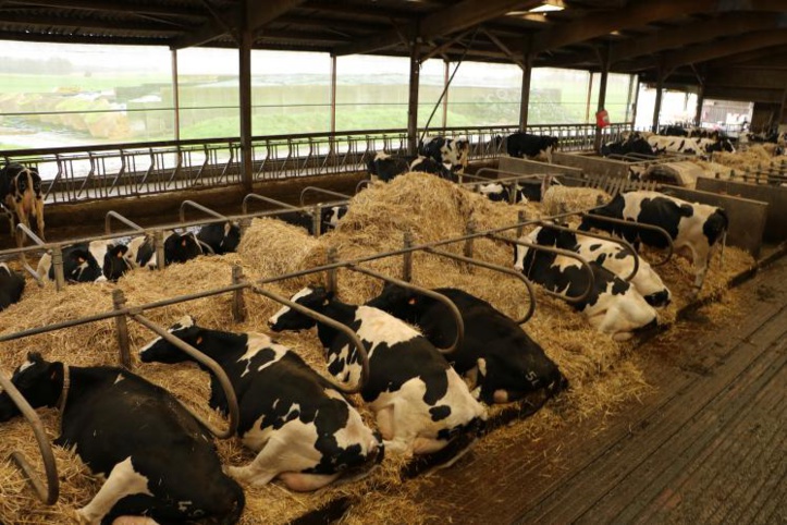 Violation présumée du bien-être animal : l'Allemagne interdit le transfert de 270 vaches gestantes au Maroc Violation présumée du bien-être animal : l'Allemagne interdit le transfert de 270 vaches gestantes au Maroc