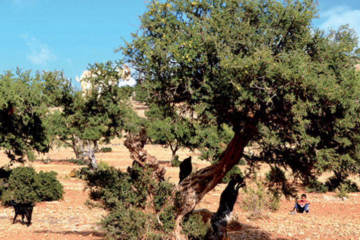  Préservation de l'arganier : Les efforts du Maroc salués par la FAO
