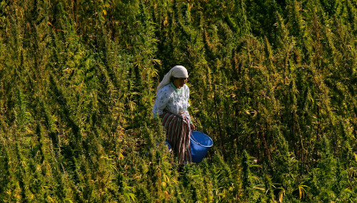 Le 1er Congrès national sur l'utilisation des dérivés du cannabis prévu à Tanger Le 1er Congrès national sur l'utilisation des dérivés du cannabis prévu à Tanger