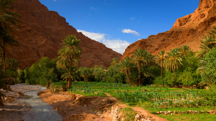 Gestion participative et intégrée : Ultime chance pour sauver les oasis du Royaume Gestion participative et intégrée : Ultime chance pour sauver les oasis du Royaume
