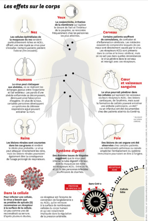 Covid long : lorsque le coronavirus devient maladie chronique Covid long : lorsque le coronavirus devient maladie chronique