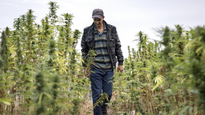 Légalisation Cannabis : le projet de loi dans la dernière ligne droite Légalisation Cannabis : le projet de loi dans la dernière ligne droite