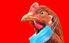 Grippe aviaire : une autre saison de la série « Pandémie mondiale » ? Grippe aviaire : une autre saison de la série « Pandémie mondiale » ?
