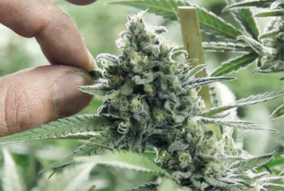 Légalisation du cannabis : Adoption en commission du projet de loi n° 13.21 Légalisation du cannabis : Adoption en commission du projet de loi n° 13.21