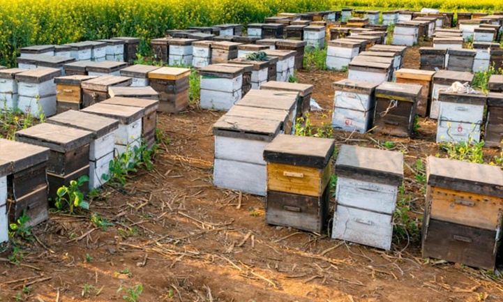 Jerrada : Nouveaux projets pour renforcer les filières du miel et des arbres fruitiers