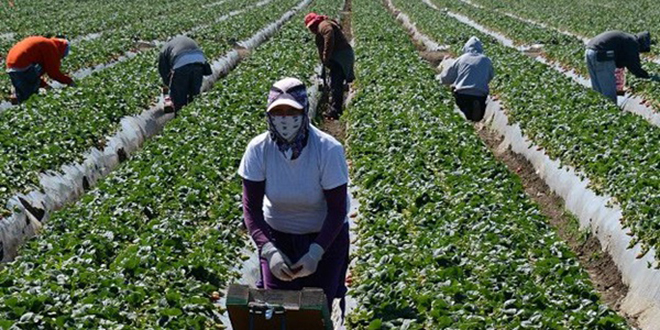 Arrivée de 523 travailleuses saisonnières marocaines d'Espagne