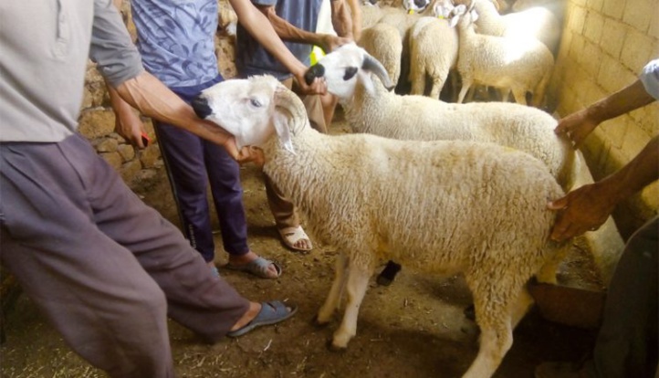 Aïd Al Adha : 5,8 millions de têtes d’ovins et caprins identifiées
