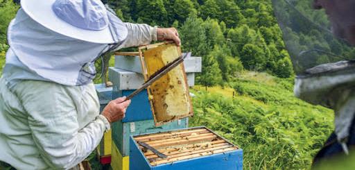 Errachidia : L’apiculture, levier de développement du monde rural