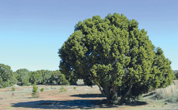 Genévrier thurifère : Ce doyen des forêts confronté à de multiples dangers Genévrier thurifère : Ce doyen des forêts confronté à de multiples dangers