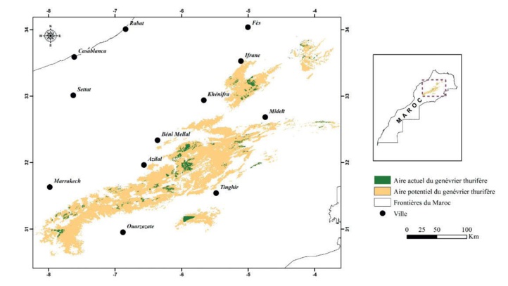 Genévrier thurifère : Ce doyen des forêts confronté à de multiples dangers Genévrier thurifère : Ce doyen des forêts confronté à de multiples dangers
