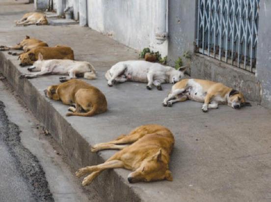 Les autorités de Dcheira massacrent des chiens errants