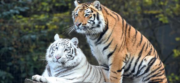 Rabat: Deux tigres s’invitent au Jardin Zoologique de Rabat Rabat: Deux tigres s’invitent au Jardin Zoologique de Rabat