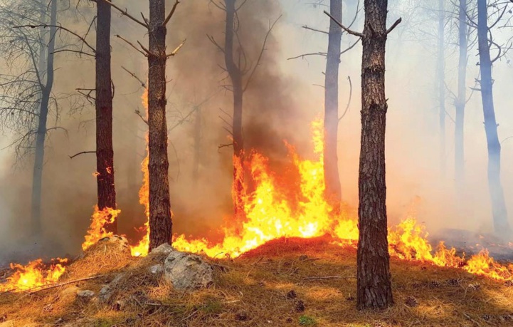 Canicule et feux de forêts : Chronique d’un début d’été de braise