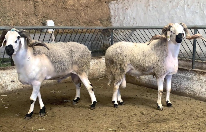 Aïd Al-Adha : Le Sardi, une race de mouton emblématique Aïd Al-Adha : Le Sardi, une race de mouton emblématique